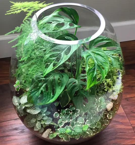 What Are The Best Terrarium Containers You Should Buy? 7 Screen Shot 2021 02 25 at 13.58.06