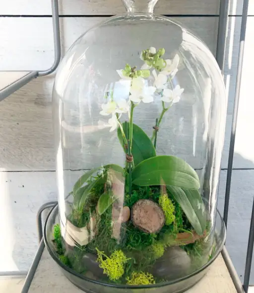 What Are The Best Terrarium Containers You Should Buy? 10 Screen Shot 2021 02 25 at 14.06.22