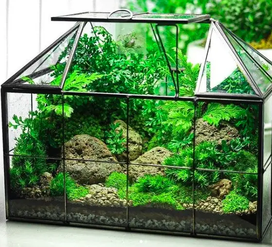 What Are The Best Terrarium Containers You Should Buy? 11 Screen Shot 2021 02 25 at 14.41.19
