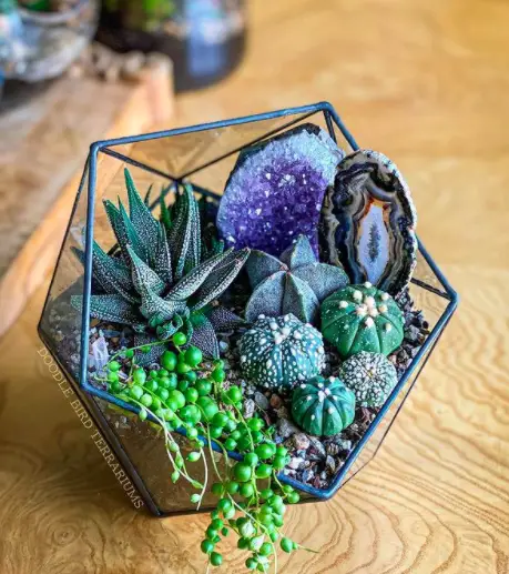 What Are The Best Terrarium Containers You Should Buy? 2 Screen Shot 2021 02 25 at 15.44.59