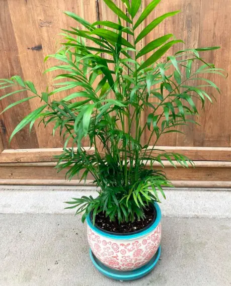 How To Care For A Parlor Palm (Chamaedorea Elegans): The Ultimate Guide 3 Screen Shot 2021 03 21 at 21.55.49