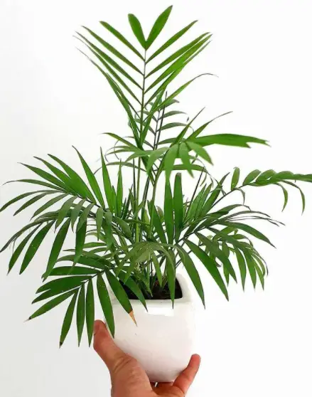 How To Care For A Parlor Palm (Chamaedorea Elegans): The Ultimate Guide 4 Screen Shot 2021 03 21 at 22.41.18
