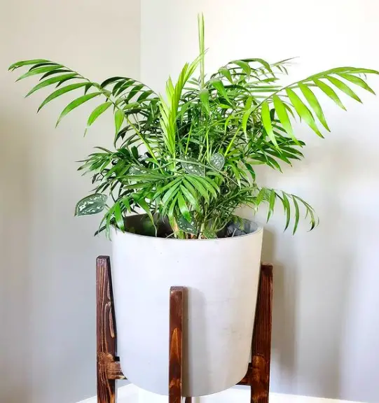 How To Care For A Parlor Palm (Chamaedorea Elegans): The Ultimate Guide 5 Screen Shot 2021 03 21 at 23.20.04