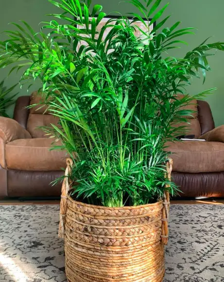 How To Care For A Parlor Palm (Chamaedorea Elegans): The Ultimate Guide 7 Screen Shot 2021 03 21 at 23.28.00
