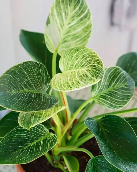 The Ultimate Guide to Growing a Philodendron: How to Care for a Philodendron Plant 2 Screen Shot 2021 03 21 at 23.53.18