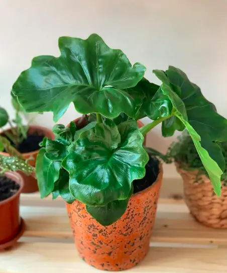 The Ultimate Guide to Growing a Philodendron: How to Care for a Philodendron Plant 4 Screen Shot 2021 03 21 at 23.59.07