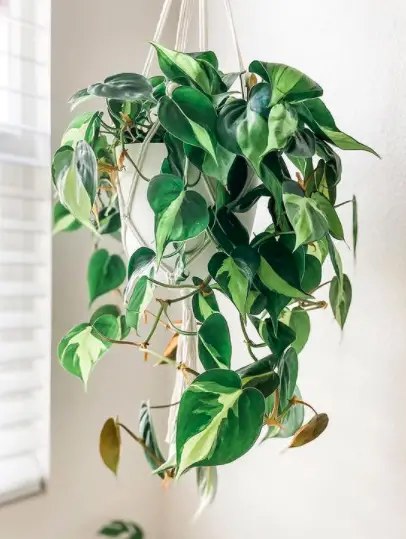 The Ultimate Guide to Growing a Philodendron: How to Care for a Philodendron Plant 5 Screen Shot 2021 03 22 at 00.05.53