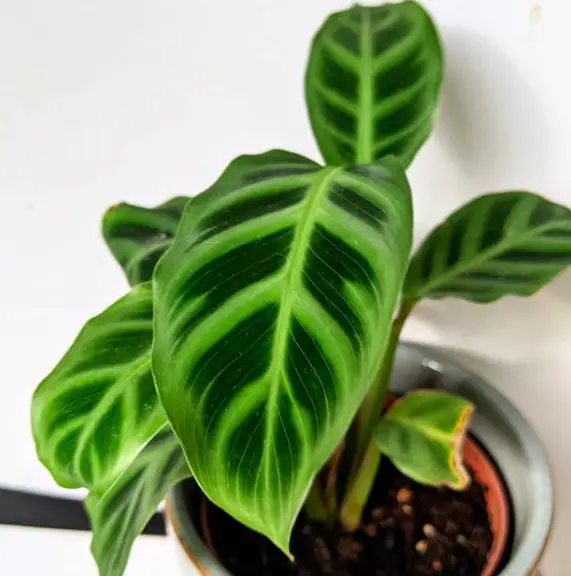 The Ultimate Guide to Growing a Philodendron: How to Care for a Philodendron Plant 6 Screen Shot 2021 03 22 at 00.08.10