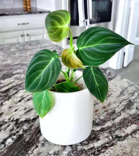 The Ultimate Guide to Growing a Philodendron: How to Care for a Philodendron Plant 7 Screen Shot 2021 03 22 at 00.09.32
