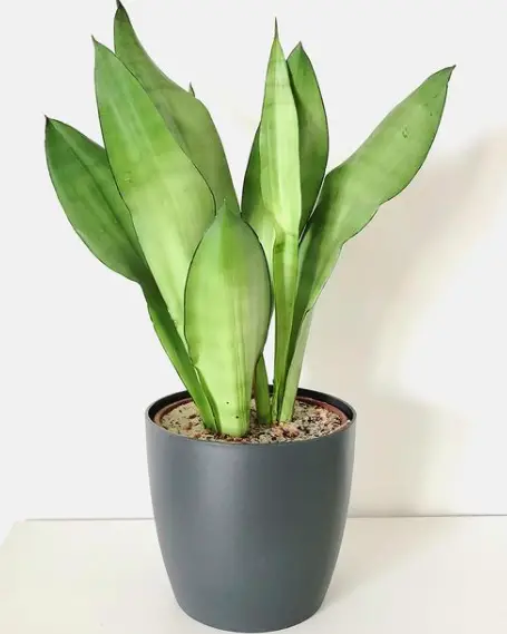 The Mystery of Sansevieria (Sansevieria Trifasciata) Growing Tips and How to Care for It 3 Screen Shot 2021 03 22 at 00.41.35