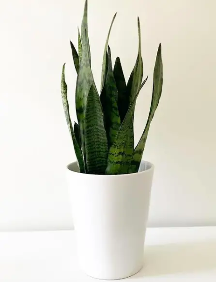 The Mystery of Sansevieria (Sansevieria Trifasciata) Growing Tips and How to Care for It 5 Screen Shot 2021 03 22 at 00.57.33