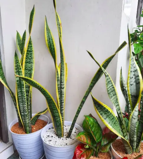 The Mystery of Sansevieria (Sansevieria Trifasciata) Growing Tips and How to Care for It 6 Screen Shot 2021 03 22 at 01.03.10