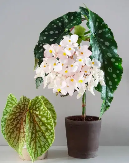 Begonia (Semperflorens Cultorum) Plant Care - 10 Interesting Facts And Tips To Know 2 Screen Shot 2021 03 23 at 16.51.08