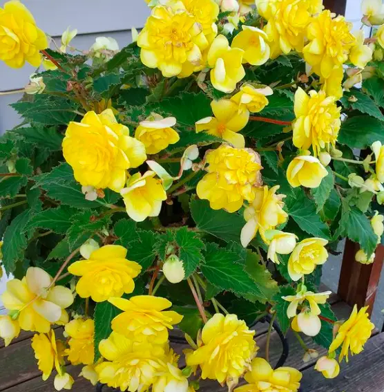 Begonia (Semperflorens Cultorum) Plant Care - 10 Interesting Facts And Tips To Know 3 Screen Shot 2021 03 23 at 17.20.27