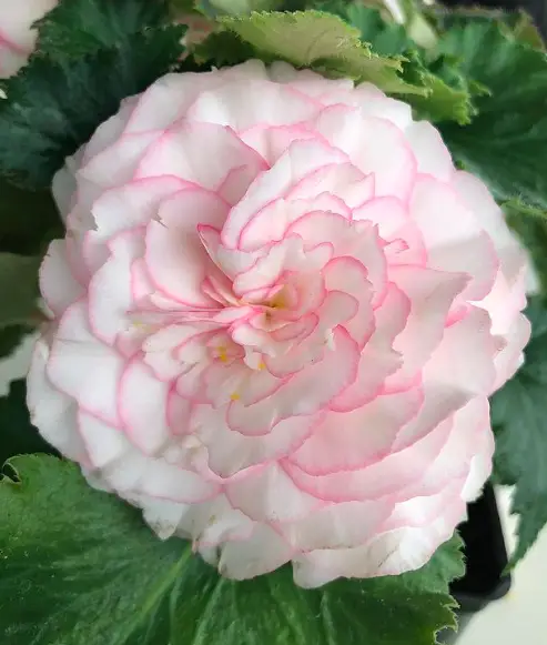 Begonia (Semperflorens Cultorum) Plant Care - 10 Interesting Facts And Tips To Know 4 Screen Shot 2021 03 23 at 17.31.31