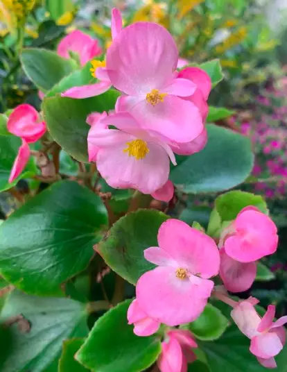Begonia (Semperflorens Cultorum) Plant Care - 10 Interesting Facts And Tips To Know 5 Screen Shot 2021 03 23 at 17.34.46