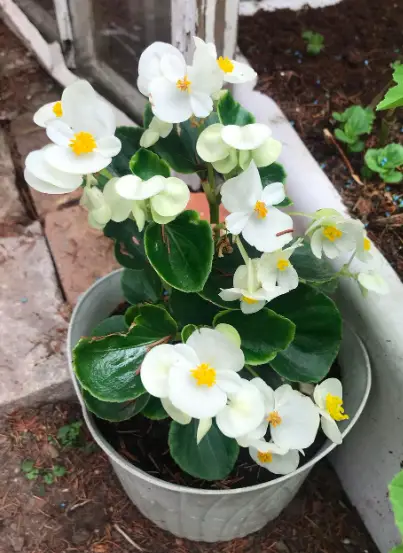 Begonia (Semperflorens Cultorum) Plant Care - 10 Interesting Facts And Tips To Know 7 Screen Shot 2021 03 23 at 17.51.18