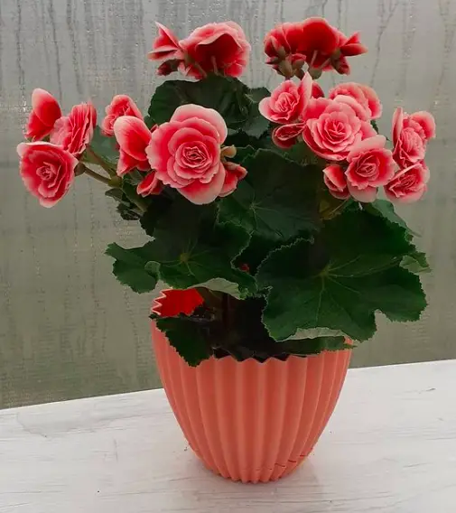 Begonia (Semperflorens Cultorum) Plant Care - 10 Interesting Facts And Tips To Know 8 Screen Shot 2021 03 23 at 17.55.41