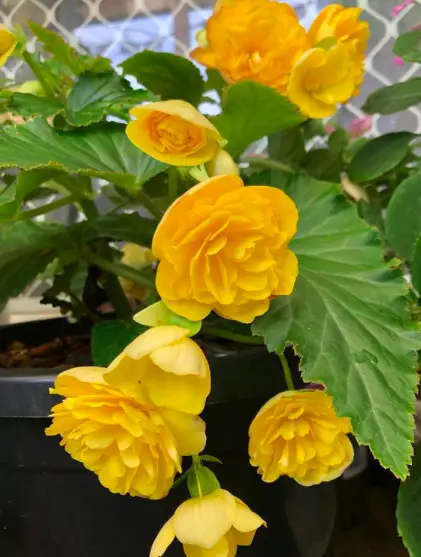 Begonia (Semperflorens Cultorum) Plant Care - 10 Interesting Facts And Tips To Know 9 Screen Shot 2021 03 23 at 18.03.56