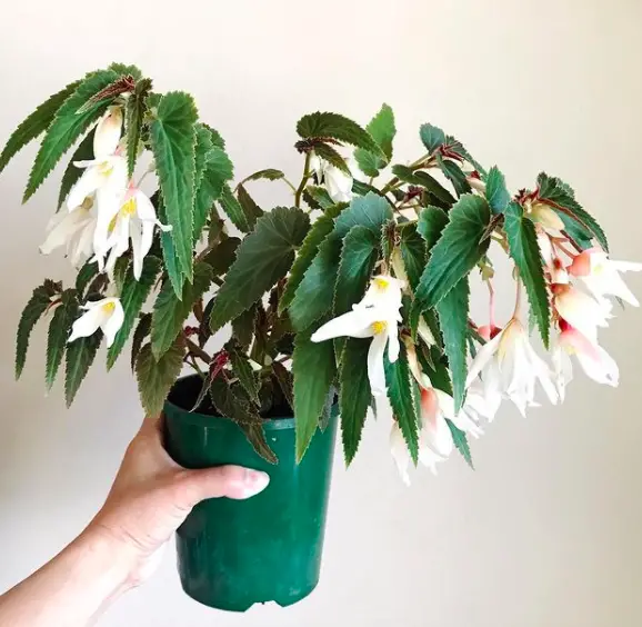 Begonia (Semperflorens Cultorum) Plant Care - 10 Interesting Facts And Tips To Know 11 Screen Shot 2021 03 23 at 18.42.35