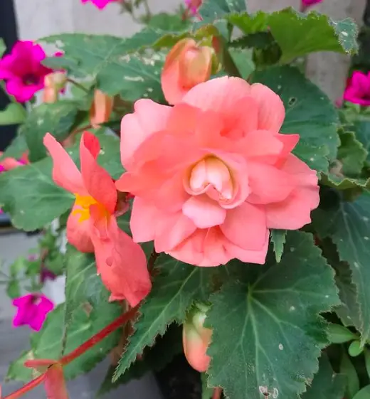 Begonia (Semperflorens Cultorum) Plant Care - 10 Interesting Facts And Tips To Know 12 Screen Shot 2021 03 23 at 18.44.55