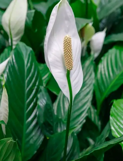 Peace Lily (Spathiphyllum) Plant Care: What It Is, How To Care And Why You Need It 3 Screen Shot 2021 03 23 at 19.55.51