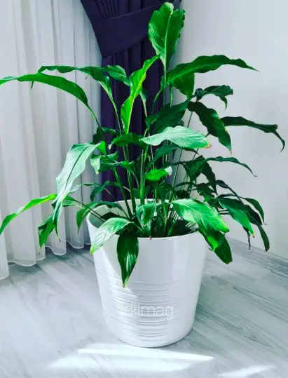 Peace Lily (Spathiphyllum) Plant Care: What It Is, How To Care And Why You Need It 4 Screen Shot 2021 03 23 at 20.02.33