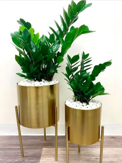 How To Care For ZZ Plant (Zamioculcas Zamiifolia) The Ultimate Guide 3 Screen Shot 2021 03 23 at 23.07.07