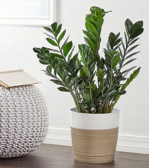 How To Care For ZZ Plant (Zamioculcas Zamiifolia) The Ultimate Guide 4 Screen Shot 2021 03 23 at 23.08.49