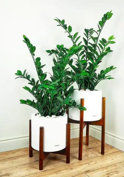 How To Care For ZZ Plant (Zamioculcas Zamiifolia) The Ultimate Guide 5 Screen Shot 2021 03 23 at 23.11.34