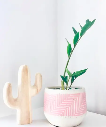 How To Care For ZZ Plant (Zamioculcas Zamiifolia) The Ultimate Guide 6 Screen Shot 2021 03 23 at 23.15.00