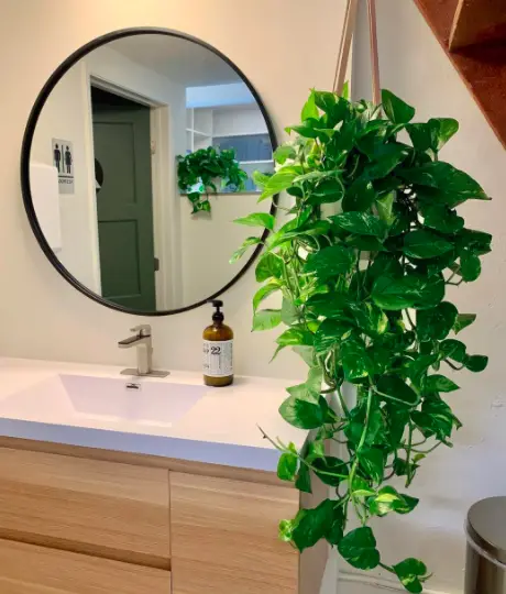 The Ultimate Guide to Growing Golden Pothos: A Classic Houseplant 4 Screen Shot 2021 05 01 at 23.23.50