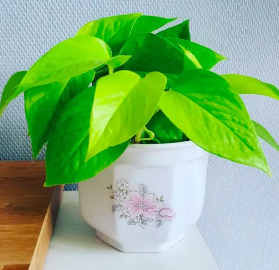 The Ultimate Guide to Growing Golden Pothos: A Classic Houseplant 5 Screen Shot 2021 05 01 at 23.30.01
