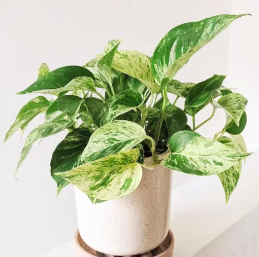 The Ultimate Guide to Growing Golden Pothos: A Classic Houseplant 2 Screen Shot 2021 05 01 at 23.46.23