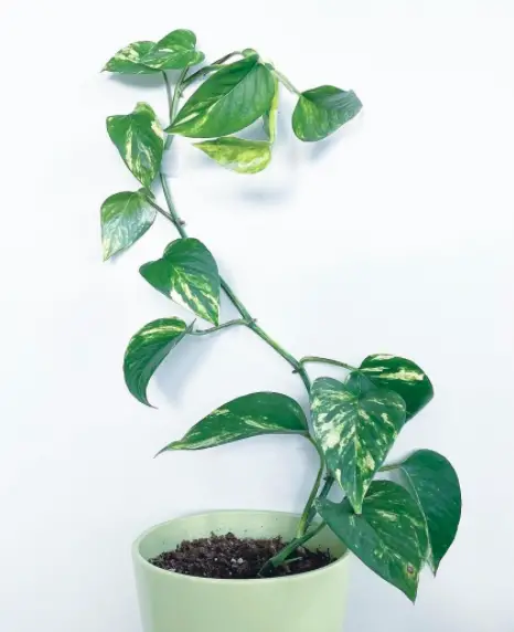 The Ultimate Guide to Growing Golden Pothos: A Classic Houseplant 3 Screen Shot 2021 05 01 at 23.56.14