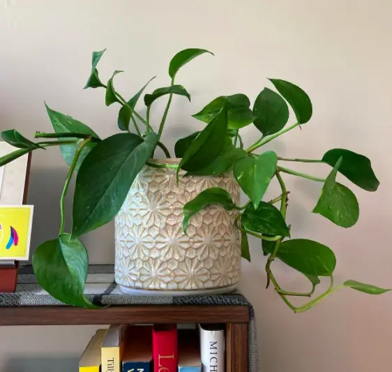 The Ultimate Guide to Growing Golden Pothos: A Classic Houseplant 7 Screen Shot 2021 05 01 at 23.58.33