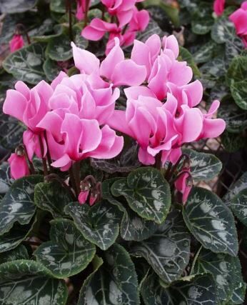 Cyclamen Persicum Indoor House Plant PICTURE