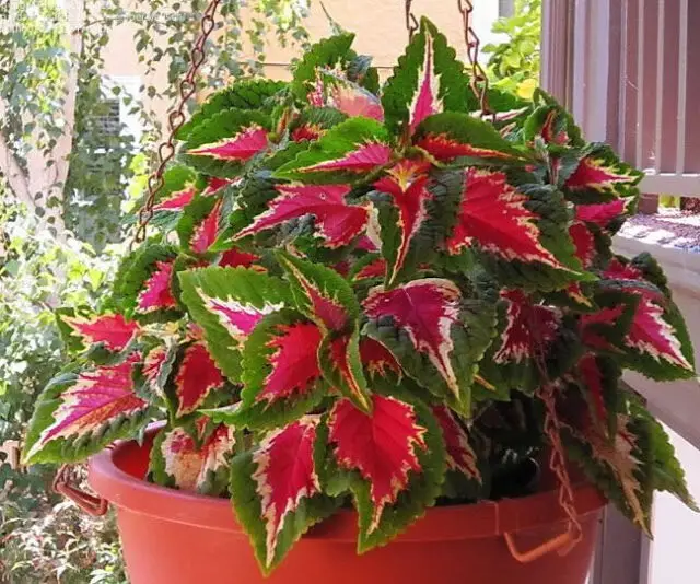 Plectranthus Scutellarioides Indoor Plant image 1-4596935