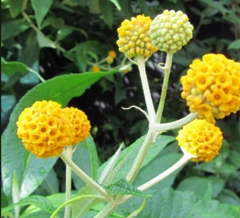 Buddleja Madagascariensis (Orange Buddleia)