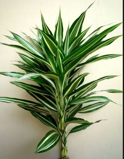 Dracaena Sanderiana Agavaceae 