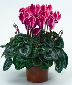 Cyclamen Persicum Indoor House Plant PHOTO