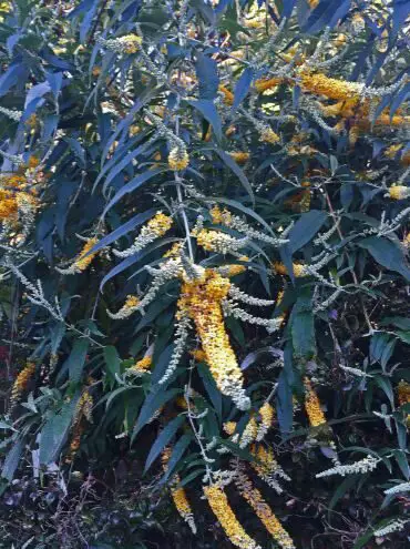 Buddleja madagascariensis 