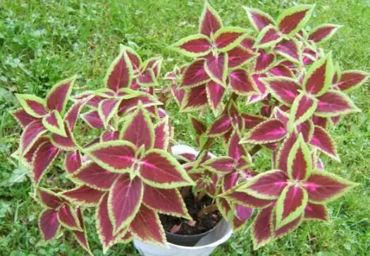 Coleus Blumei Labiatae house plant potted