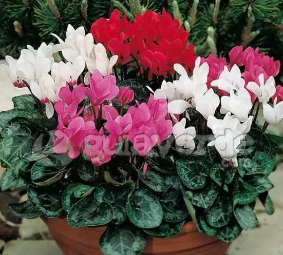 Cyclamen Persicum Indoor House Plant Care 