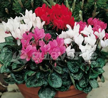 Cyclamen Persicum Indoor House Plant Care Propagation - Indoor Plants