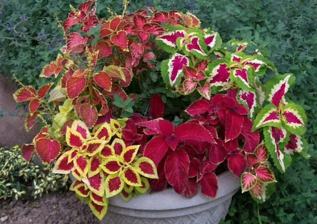 Coleus Blumei Labiatae house plant picture