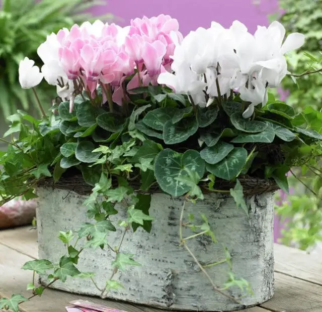 Cyclamen Persicum INDOOR PLANT POTTED