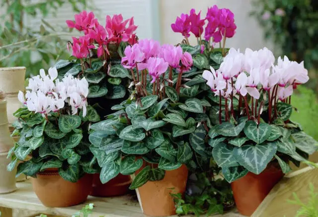 Cyclamen Persicum INDOOR PLANT