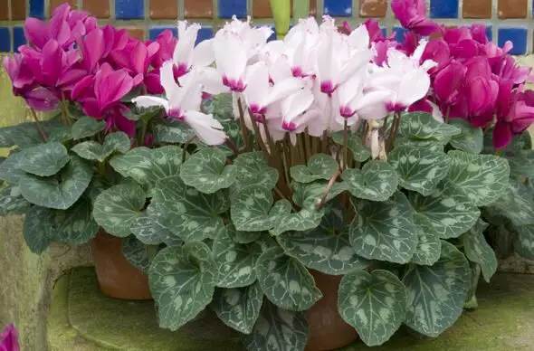 Cyclamen Persicum