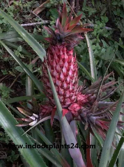 Ananas bracteatus